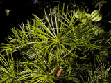 Sciadopitys verticillata