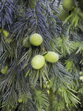 Torreya californica
