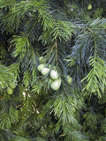 Torreya californica