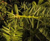 Torreya taxifolia