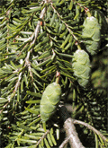 Tsuga canadensis
