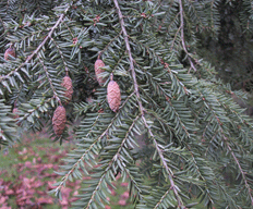 Tsuga canadensis