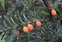 Taxus baccata