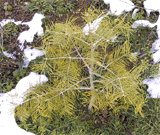 Abies concolor