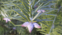 Abies holophylla