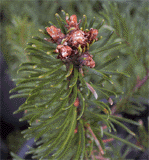 Abies magnifica