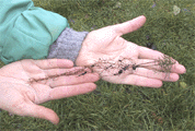 Abies nephrolepis