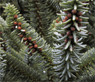Abies pinsapo