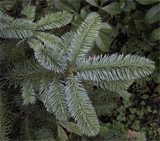 Abies procera'