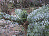 Abies procera'