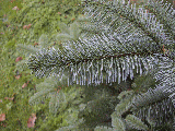 Abies procera'