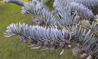 Abies procera