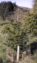 Abies alba