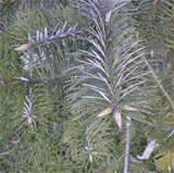 Abies bracteata