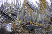 Abies concolor