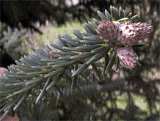 Abies marocana