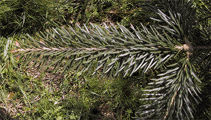 Abies fabri minensis