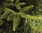 Abies recurvata