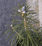 Abies sibirica