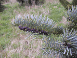 Abies lasiocarpa arizonica