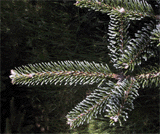 Abies squamata