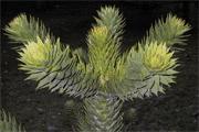 Araucaria araucana