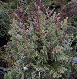 Austrocedrus chilensis