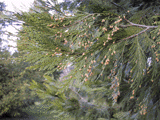 Calocedrus decurrens