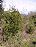 Calocedrus decurrens