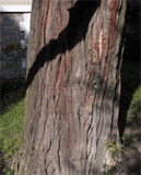 Calocedrus decurrens