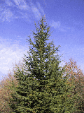 Cedrus atlantica