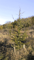 Cedrus libani