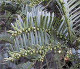 Cephalotaxus drupacea
