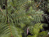 Cephalotaxus harringtonii
