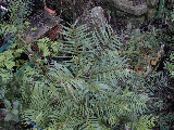 Cephalotaxus harringtonii