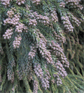 Cryptomeria japonica