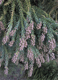 Cryptomeria japonica