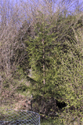 Cryptomeria japonica