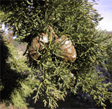 Cupressus sempervirens