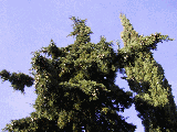 Cupressus sempervirens