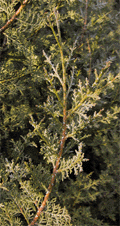 Cupressus dupreziana