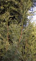 Cupressus dupreziana