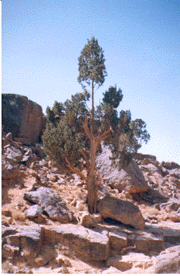 Cupressus dupreziana