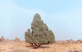 Cupressus dupreziana