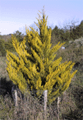 Cupressus macrocarpa