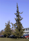 Cupressus nootkatensis