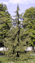 Cupressus nootkatensis