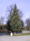 Cupressus x notabilis