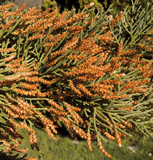 Cupressus sempervirens