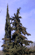 Cupressus sempervirens